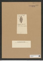 Biddulphia antigua Tr. et Witt. (de-Toni-Nr.: Genus 123, Species 3479) Zeichnungen Sammlung Grunow Nr. 6975 (NHMW-BOT-W0375875)